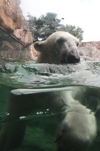 シロクマくん　やあ〜