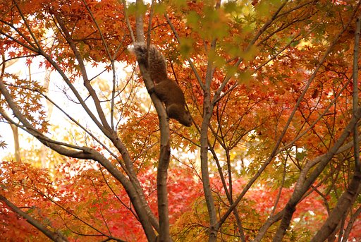 紅葉栗鼠