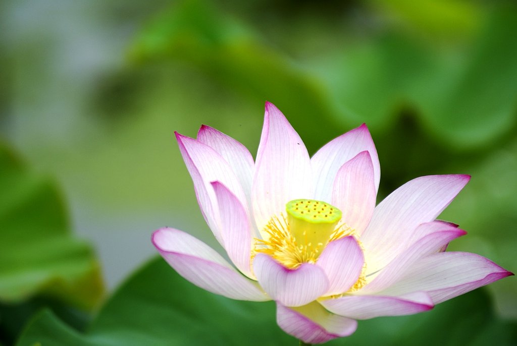 そのままですが「ハスの花」
