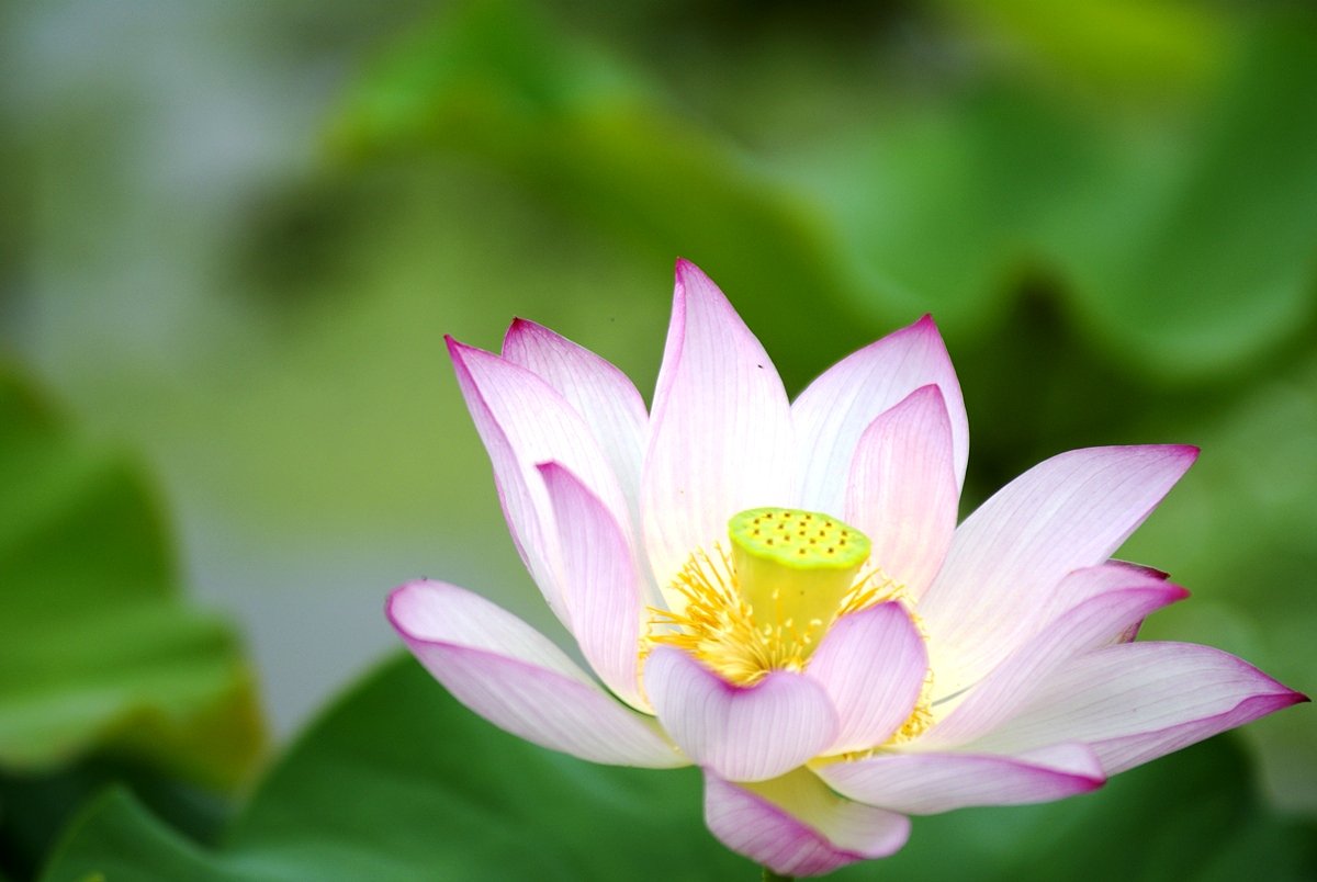そのままですが「ハスの花」