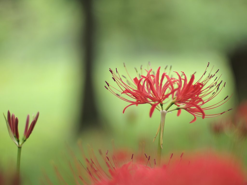 彼岸花の里