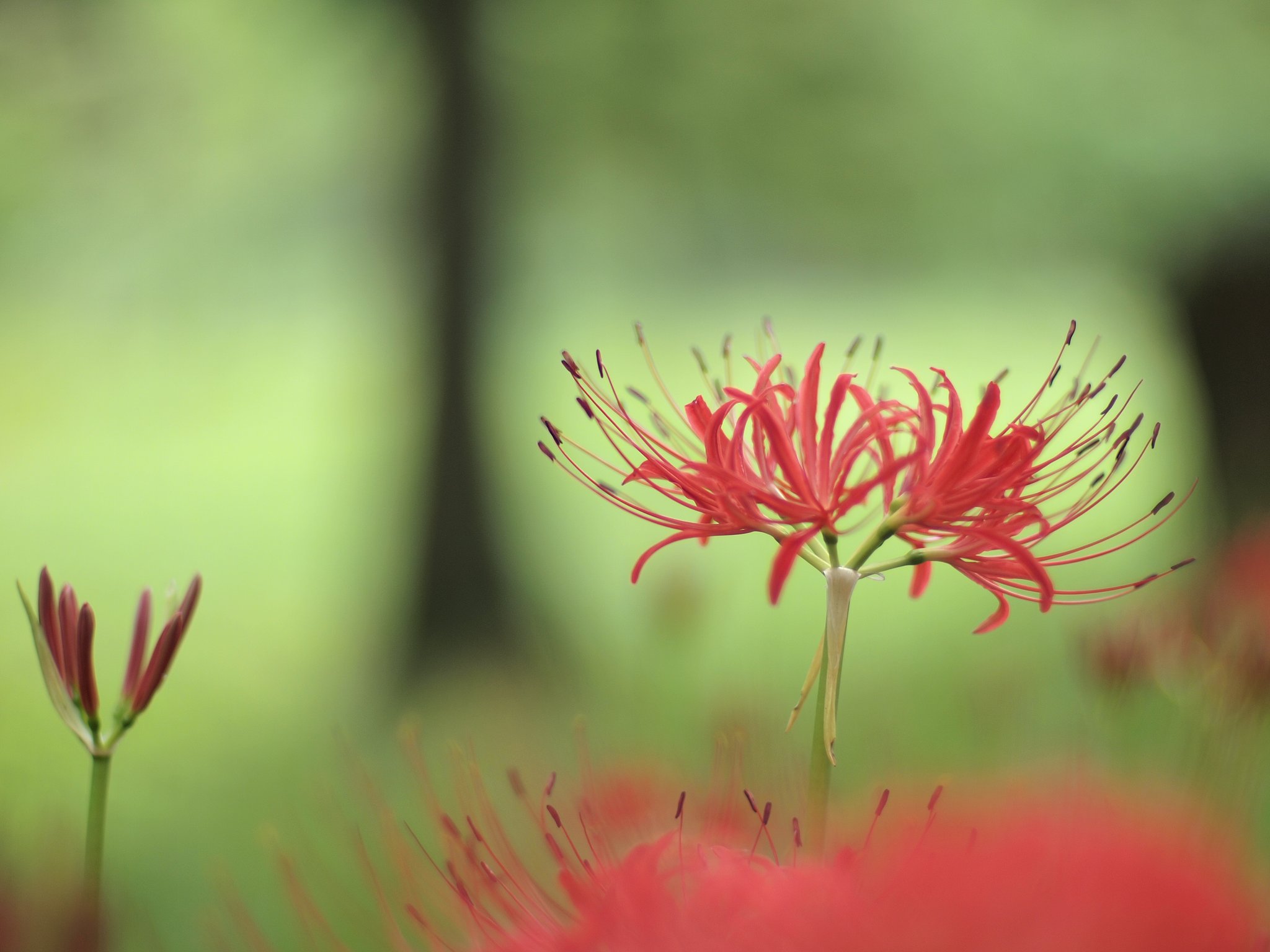 彼岸花の里