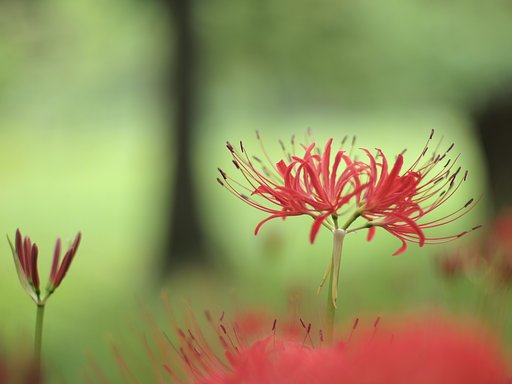 彼岸花の里