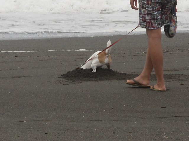 穴掘って！！