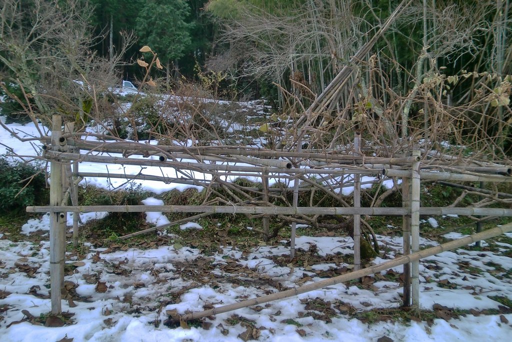 クリスマス、キウイ畑の雪景色!