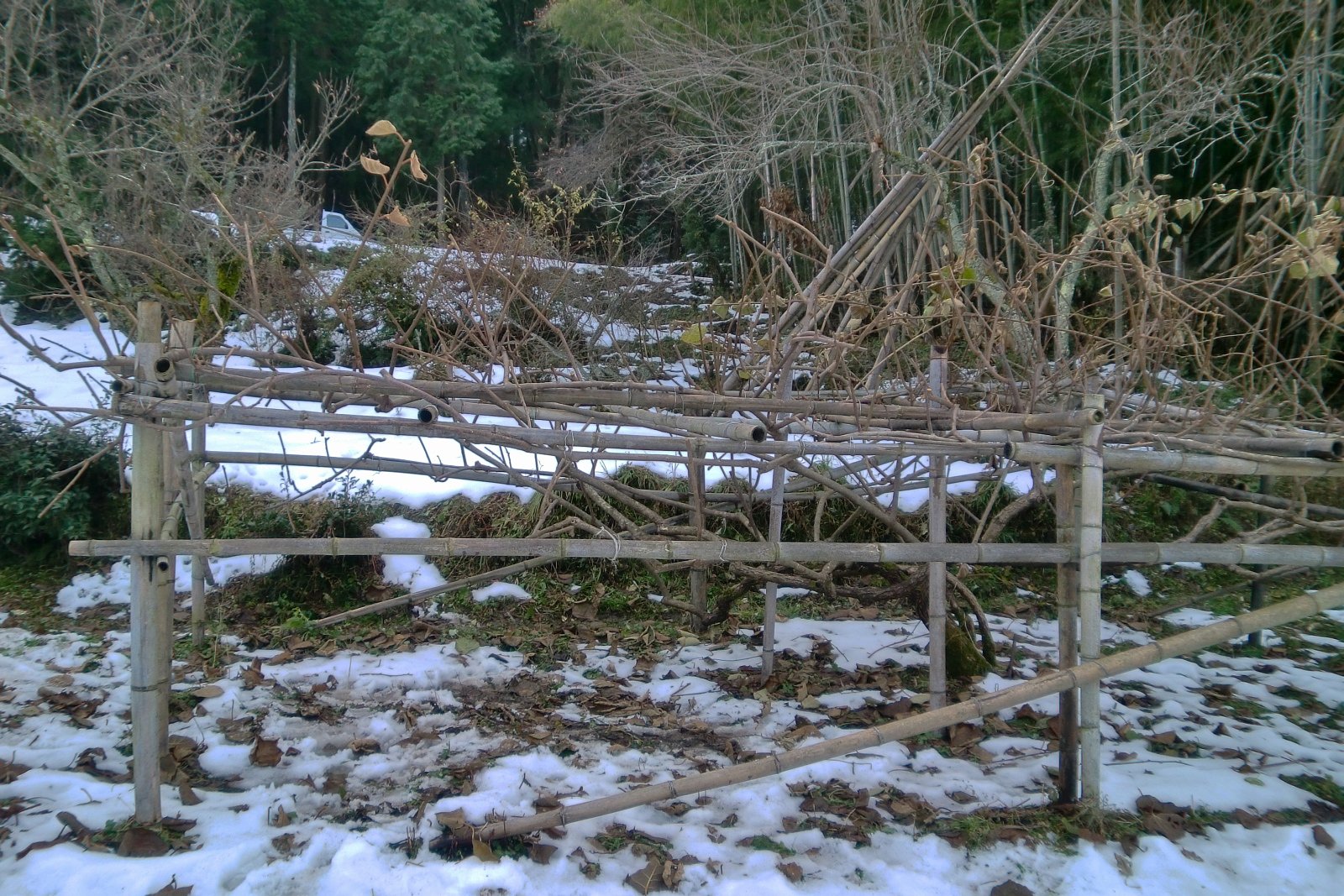 クリスマス、キウイ畑の雪景色!