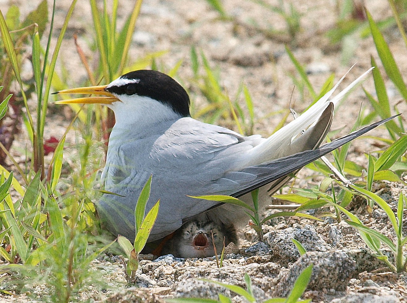 コアジサシ