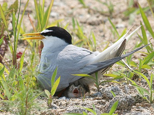 コアジサシ