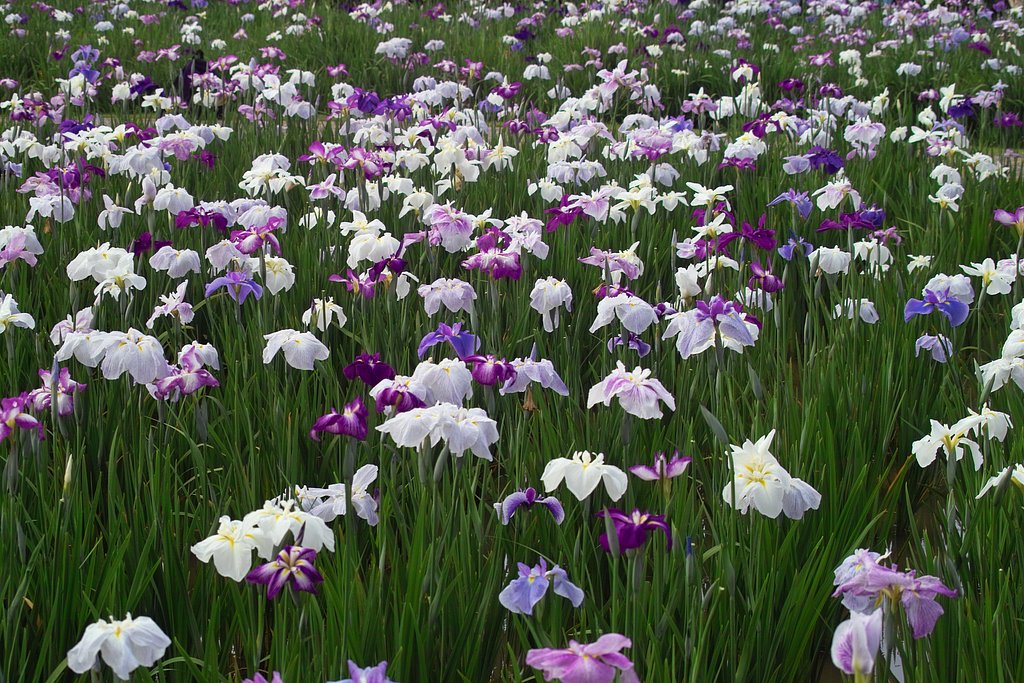 菖蒲園