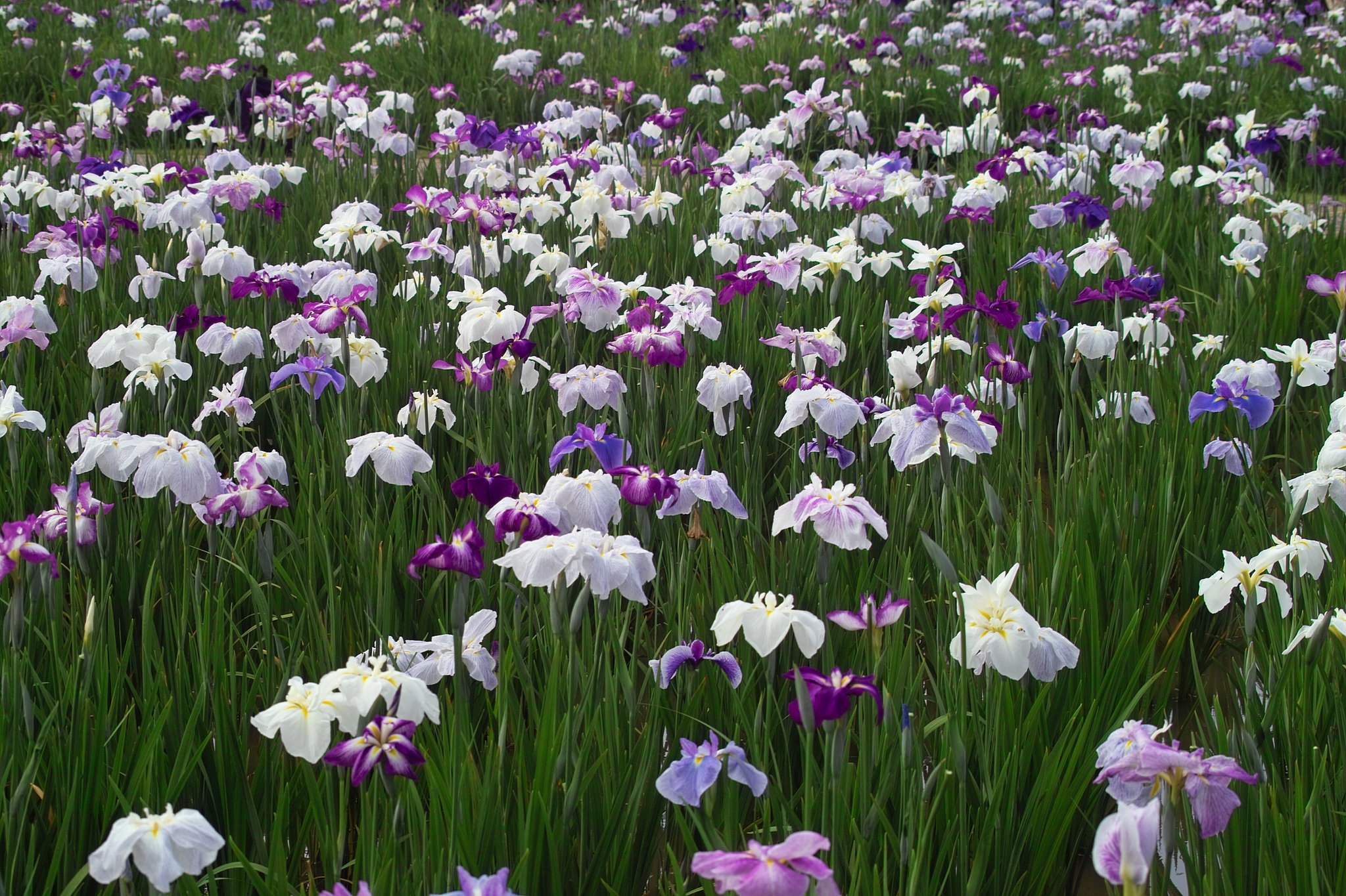 菖蒲園