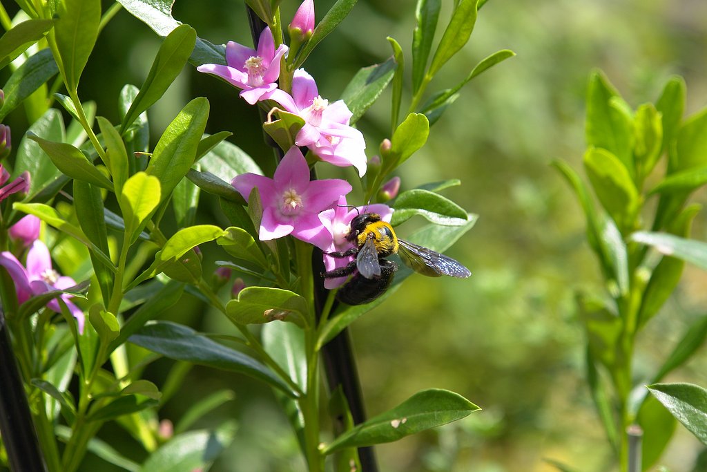 サザンクロスの花