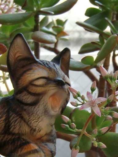 金の生る木と【猫】