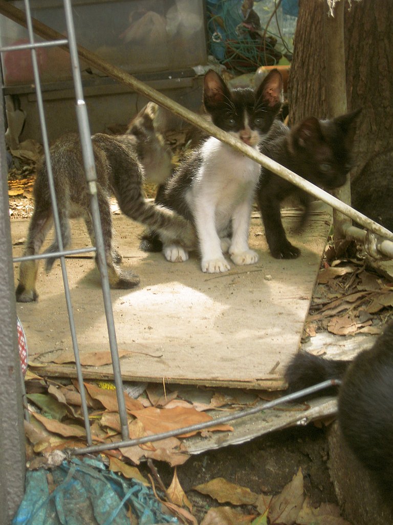 【猫】野良子猫のお城
