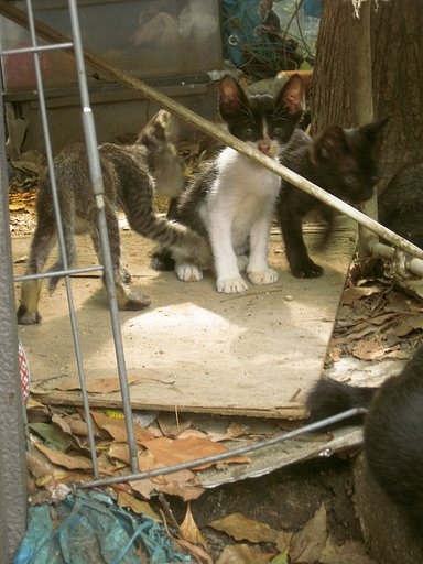 【猫】野良子猫のお城