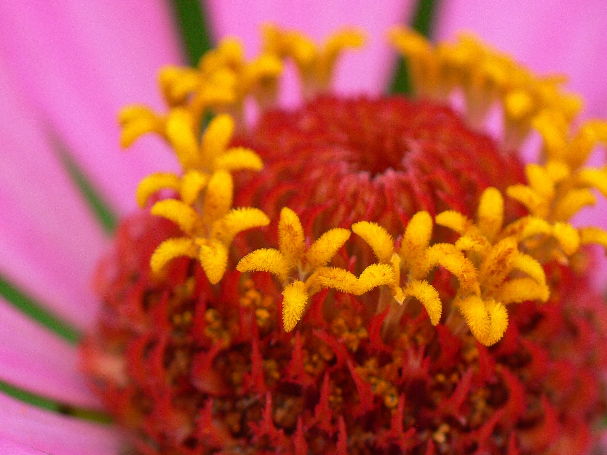 花に花-2