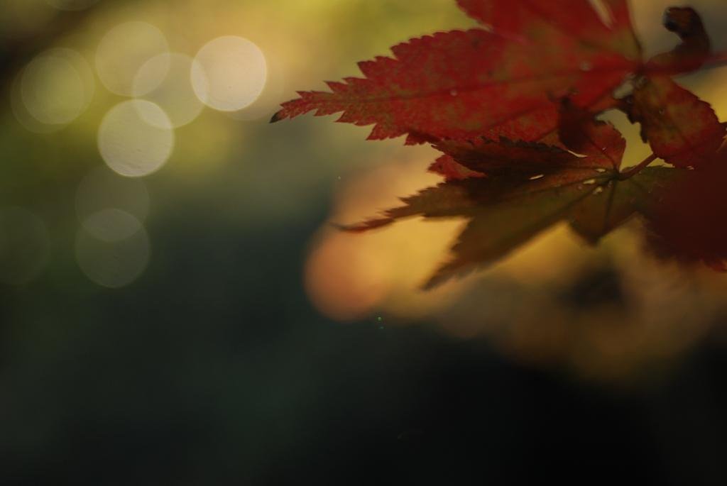 紅葉　一葉