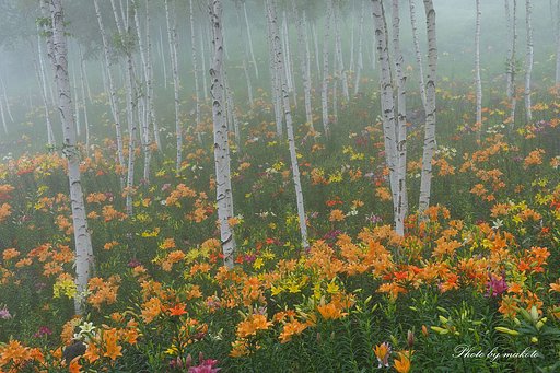 雨に煙る花園