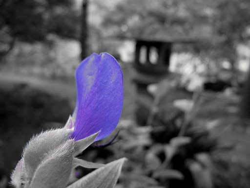 花も枯れて