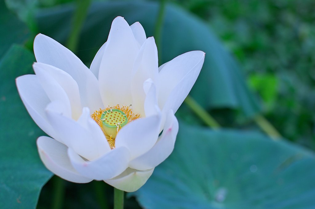 旬の花・・・