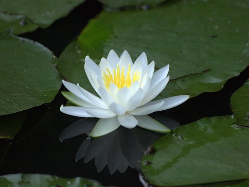 睡蓮　　白
