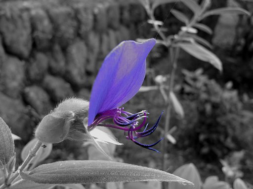 花びら一枚