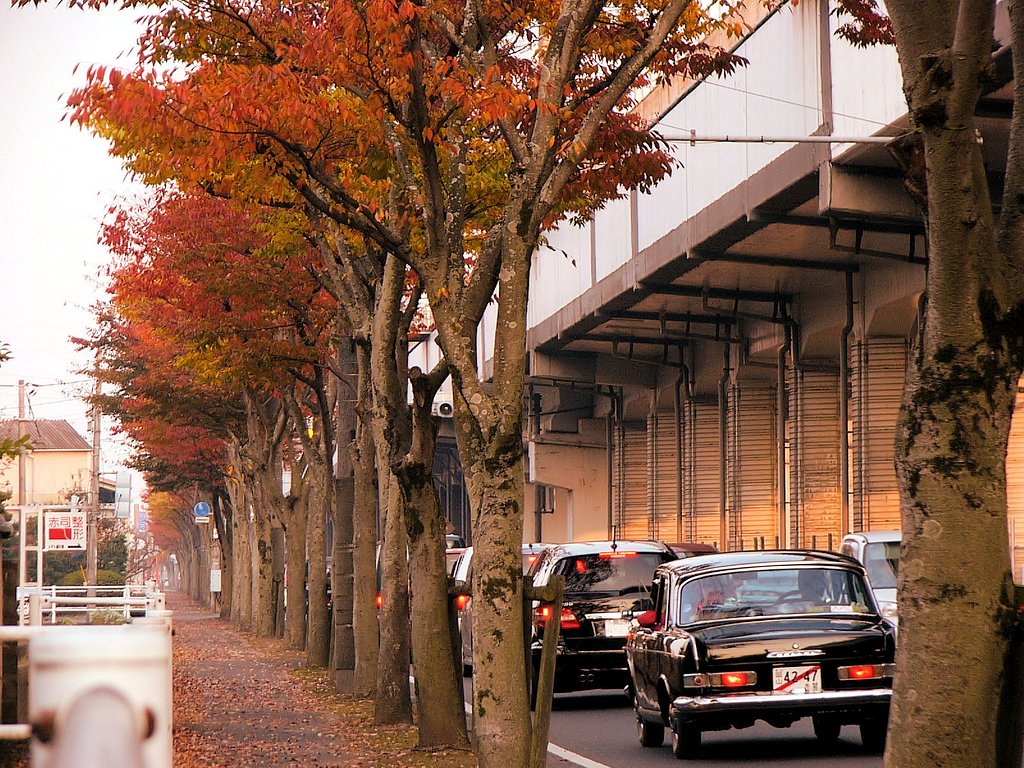 並木道の景色