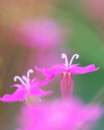 ちっちゃな花　その２