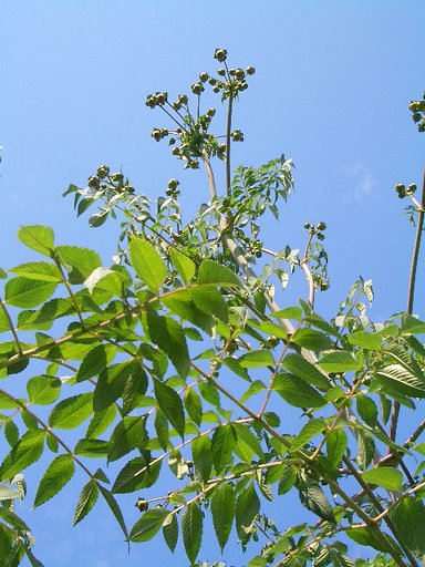 遥か彼方・・・蕾です