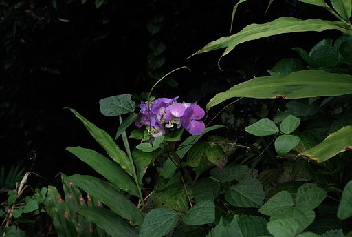 紫陽花