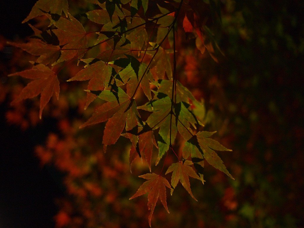 夜の紅葉・・・