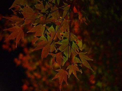 夜の紅葉・・・
