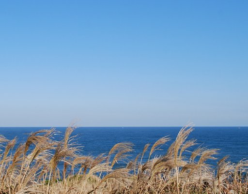 【秋】すすきと海