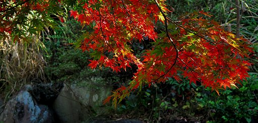 [秋]最終章