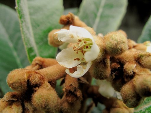 びわの花