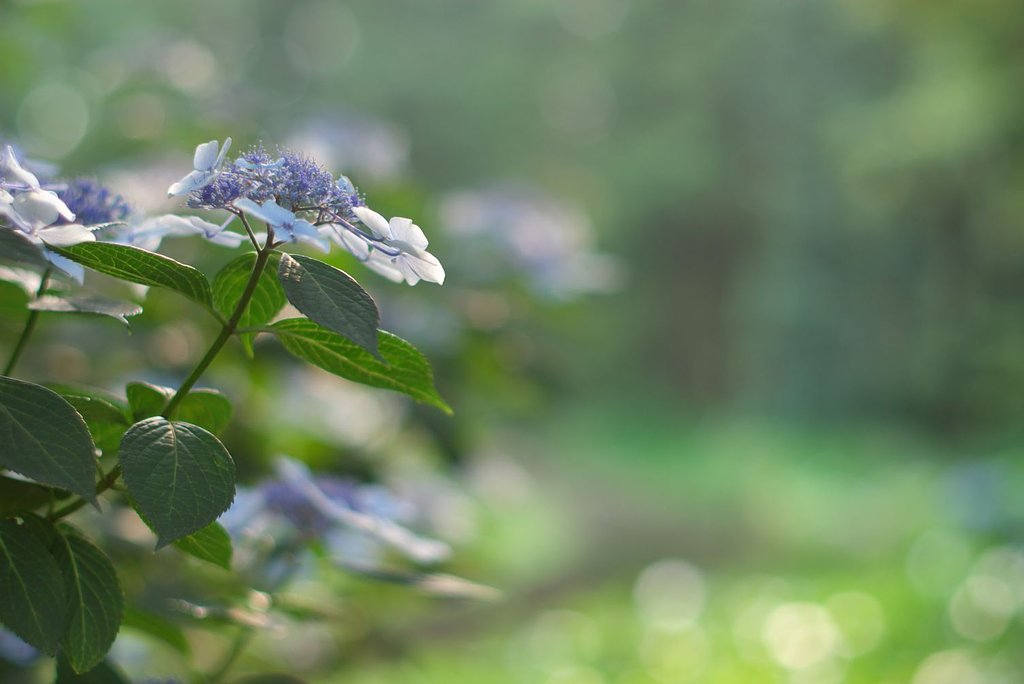 紫陽花