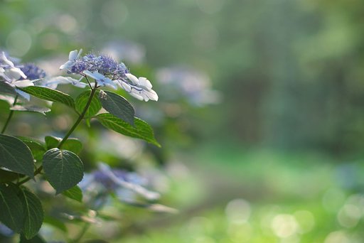 紫陽花