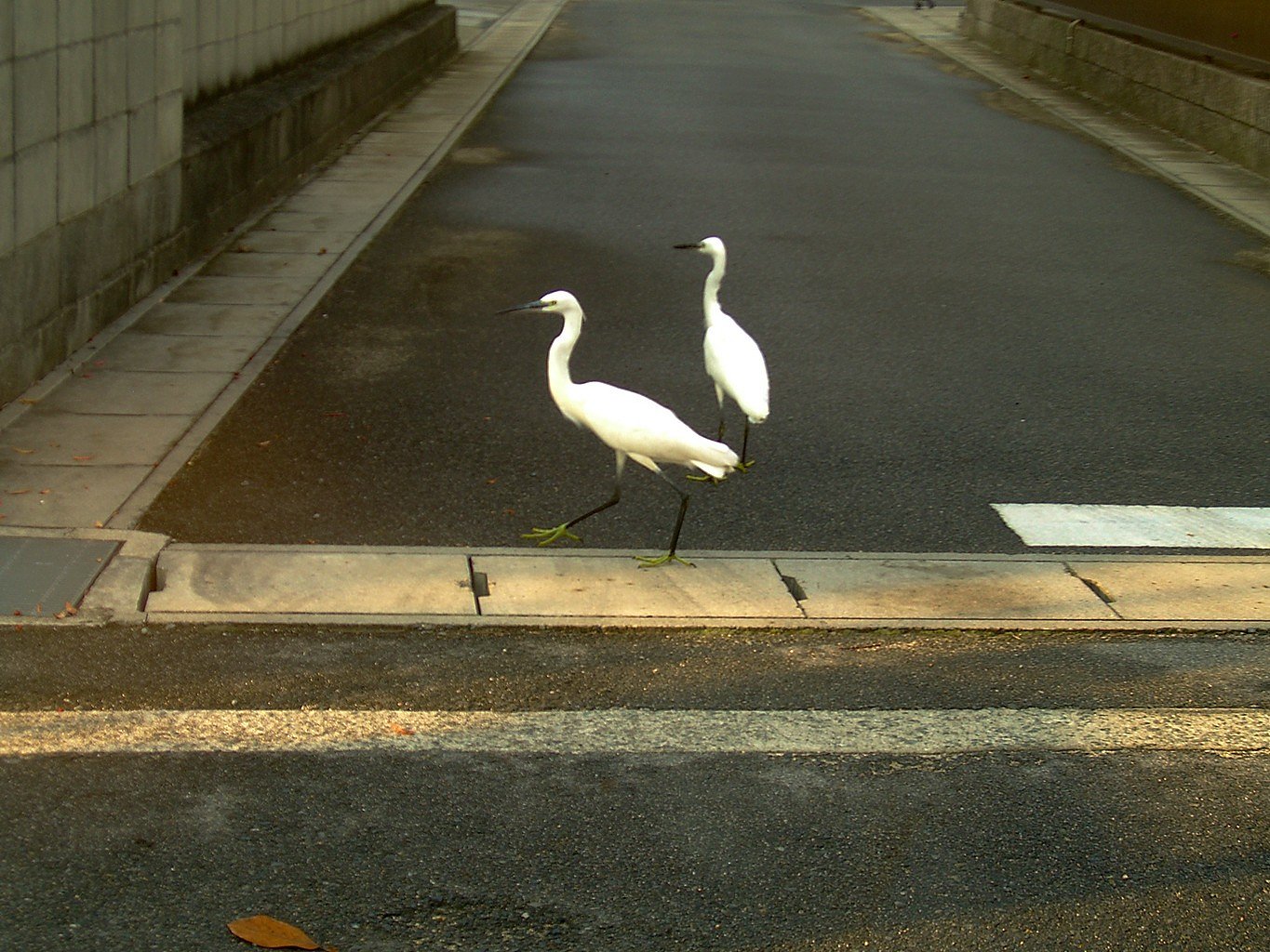 そこ退けそこ退け