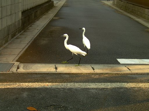 そこ退けそこ退け