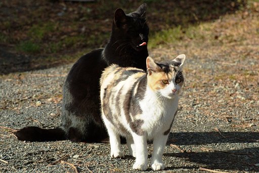 【猫】あっち向いてぇええ〜