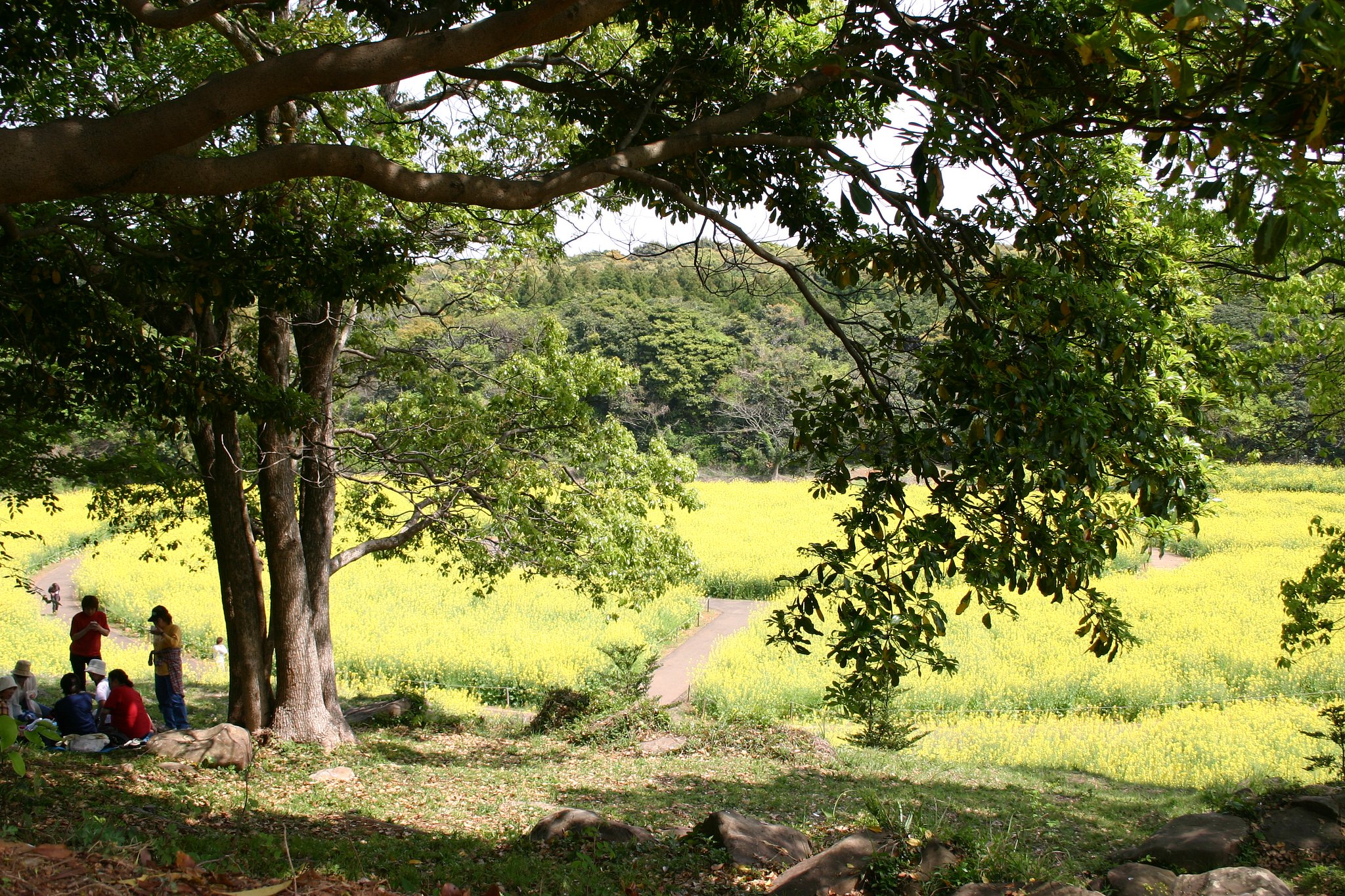 【緑】緑陰に集う
