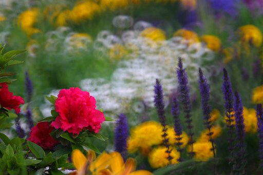 花道