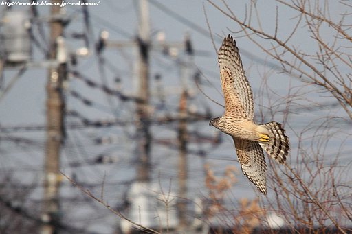 都会の野鳥（オオタカ）・・ラストアップ