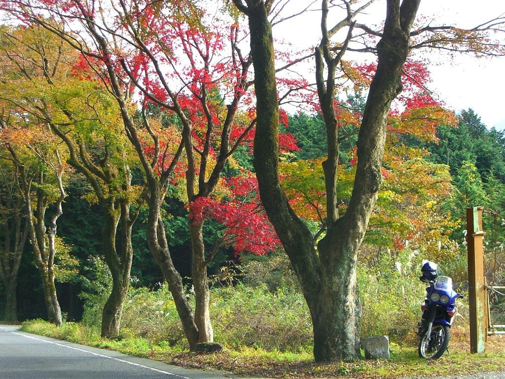 箱根の紅葉