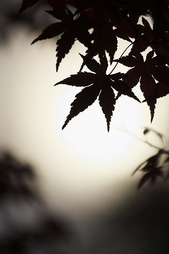 【秋】一葉影