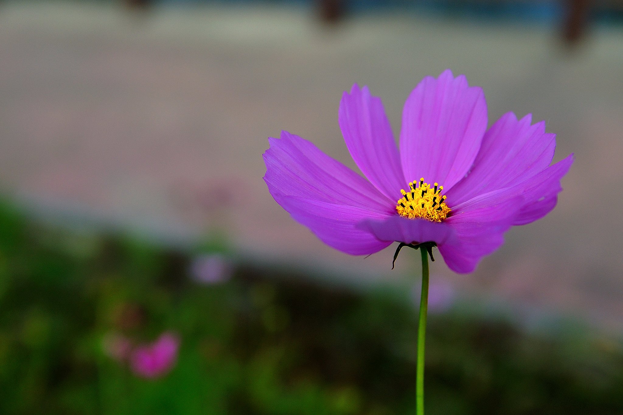 孤高の一輪