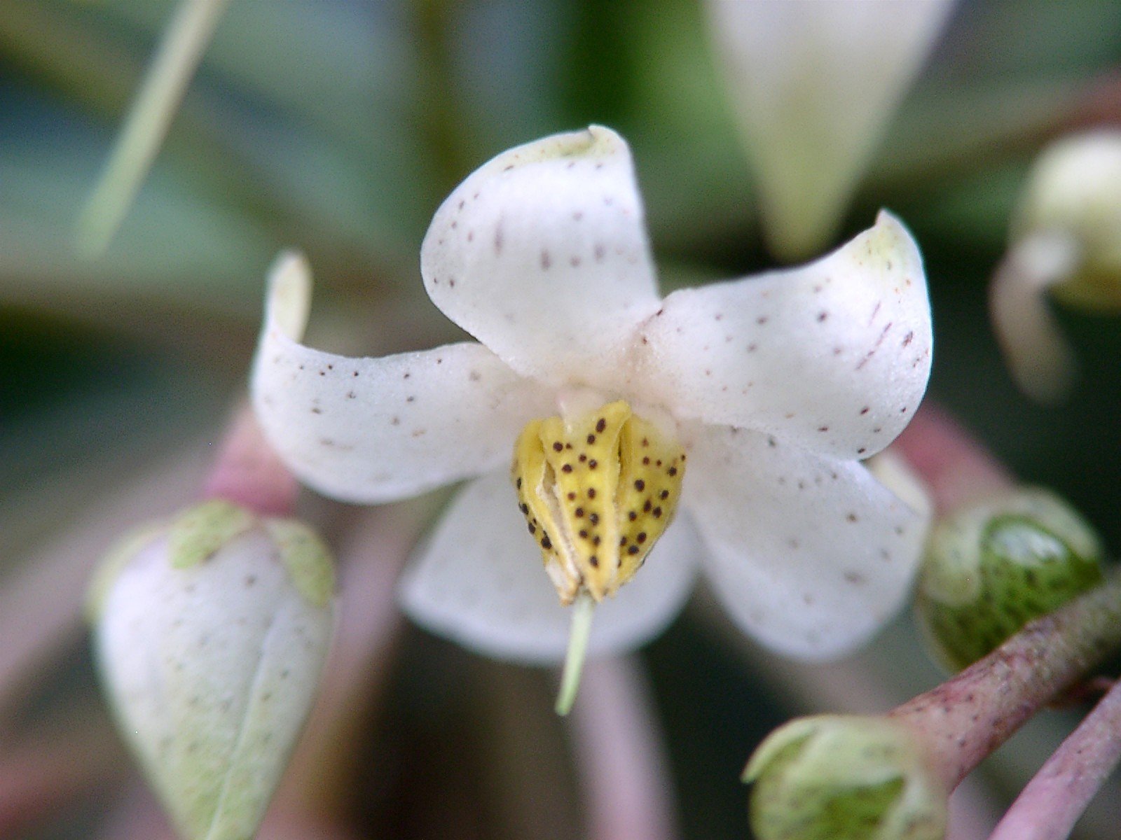 マンリョウの花