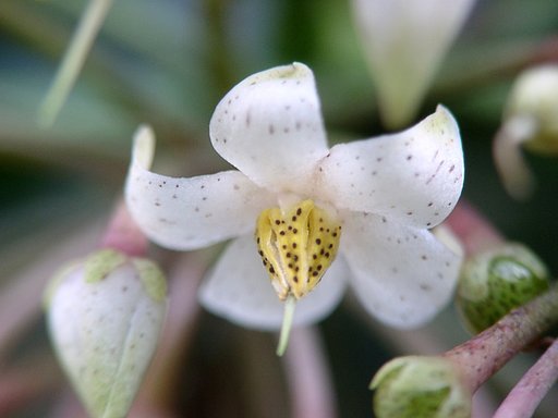 マンリョウの花