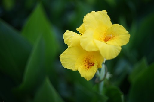RICOH XR Rikenon 1:2 50mm (初期型)