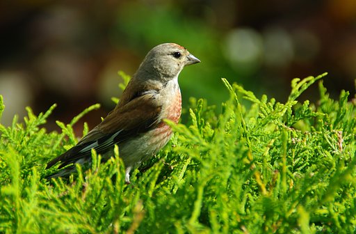 Bird