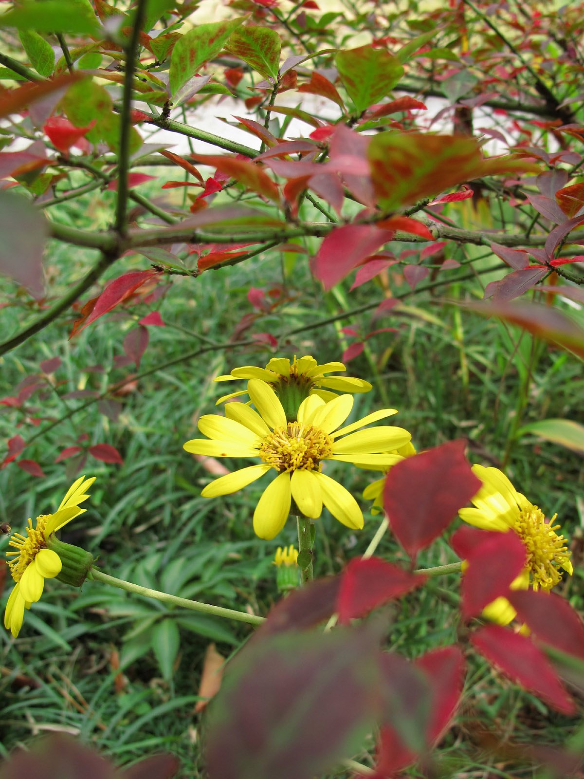 つわぶきと紅葉